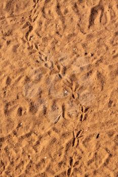 Royalty Free Photo of Bird Tracks on Dry Bushveld Sand 