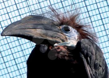 Royalty Free Photo of a Female Black Casqued Hornbill 