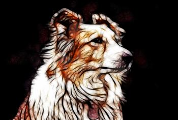 Royalty Free Photo of a Painting of a Border Collie Dog