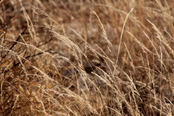 Royalty Free Photo of Long Winter Bushveld Grass with Seeds