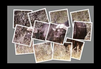 Royalty Free Photo of a Buffalo Collage