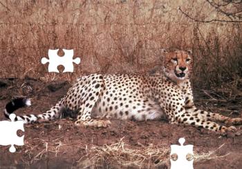Royalty Free Clipart Image of a Cheetah Puzzle
