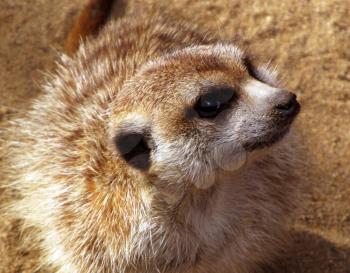 Royalty Free Photo of a Southern African Meerkat