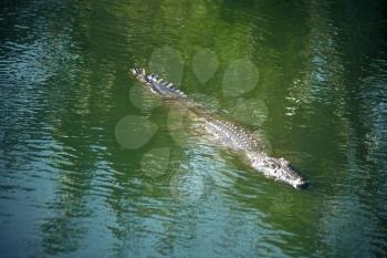 Royalty Free Photo of a Crocodile in Water