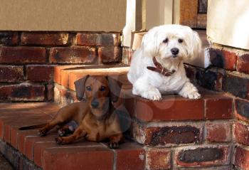 Royalty Free Photo of a Maltese and Miniature Dachshund Guarding House