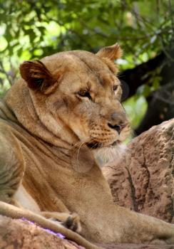 Royalty Free Photo of a Lioness
