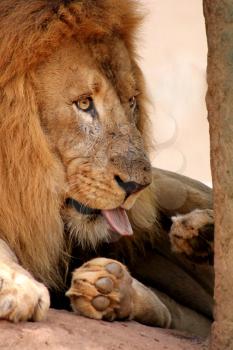 Royalty Free Photo of a Lion Cleaning Himself