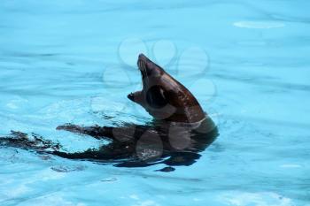 Royalty Free Photo of a Seal in Water