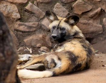 Royalty Free Photo of an African Wild Dog