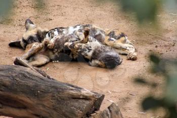 Royalty Free Photo of African Wild Dogs