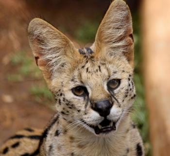 Royalty Free Photo of a Serval African Wild Cat