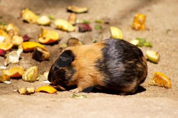 Royalty Free Photo of a Guinea Pig Eating