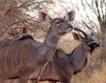 Royalty Free Photo of a Kudu Ewe and Bull
