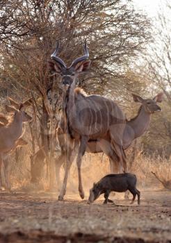 Royalty Free Photo of a Kudu Bull Guarding His Herd