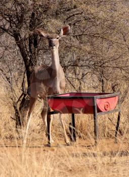 Royalty Free Photo of a Kudu