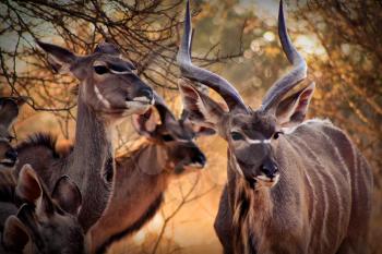Royalty Free Photo of a Herd of Kudus