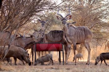 Royalty Free Photo of a Kudu Herd