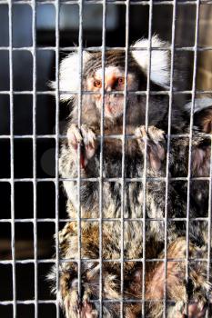 Royalty Free Photo of a Sad Caged Captive Marmoset
