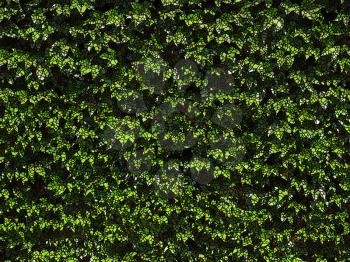 Royalty Free Photo of Green Leaves