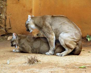 Royalty Free Photo of Pumas Mating in Captivity