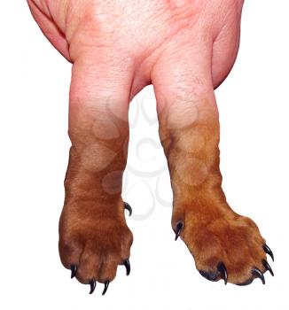 Royalty Free Photo of Puppy Fingers