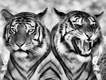 Royalty Free Photo of Two Tigers