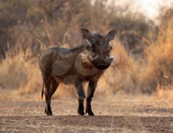 Royalty Free Photo of a Warthog
