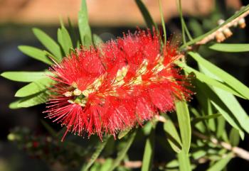 Close-up Picture of the Spiky Red Bottle Brush Flower 