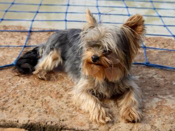 Miniature Yorkshire Terrier Laying Next to Pool with Safety Net