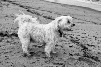 Black and White Picture of Maltese Dog on Beach 
