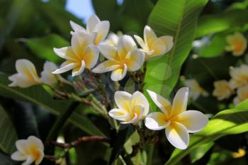 Picture of White and Yellow Magnolia Flowers