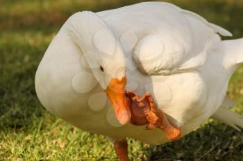 Goose use Foot to Clean Beak when Grooming