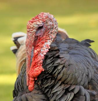 Close-Up of Turkey Head with Large Orange Caruncles