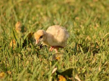 Picture of a Bourbon Red Turkey Chick