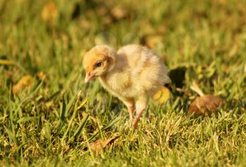 Picture of a Bourbon Red Turkey Chick
