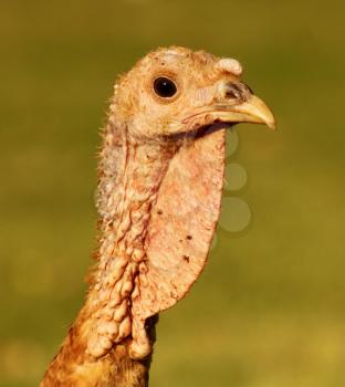 Close-up Picture of a Bourbon Red Turkey Head