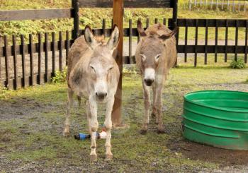 Picture of Lazy Two Donkeys in Zoo