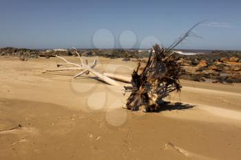 Picture of Uprooted White Bark Tree Stump on Beach