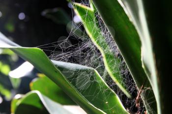 Picture of an Alluring Backlit Spide Web