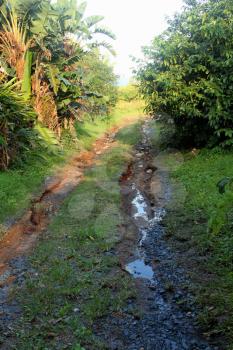 Picture of Water Erotion on Car Path Tropical Forest