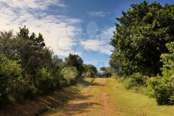 Picture of Sunny Wide Open Dirt Road Through Green Bush 