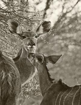 Sepia Toned Black and White Picture of Tender Moment Kudu Cow and Foal