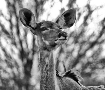 Black and White Portrait of Alert Kudu Cow