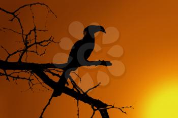 Royalty Free Clipart Image of a Hornbill at Twilight