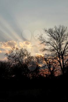 Royalty Free Photo of a Typical South Afica Bushveld Sunset With Silhouetted Trees