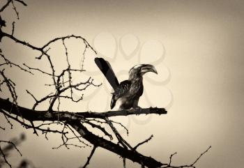 Royalty Free Photo of a Southern Yellow-Billed Horntail in a Tree