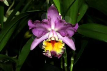 Royalty Free Photo of an Orchid Species Cattleya Brunswick Surprise Simon