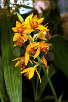Royalty Free Photo of an Orchid Species Epidendrum Fulgens Picture