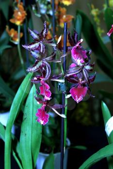Royalty Free Photo of an Orchid Species Zygopetalum Kiwi Magic