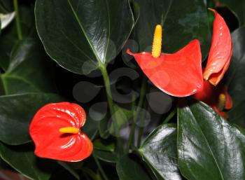 Flora Picture of Bright Red Anthurium Flowers